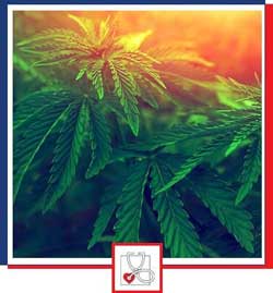 Medical Marijuana Near Me in Boca Raton, FL